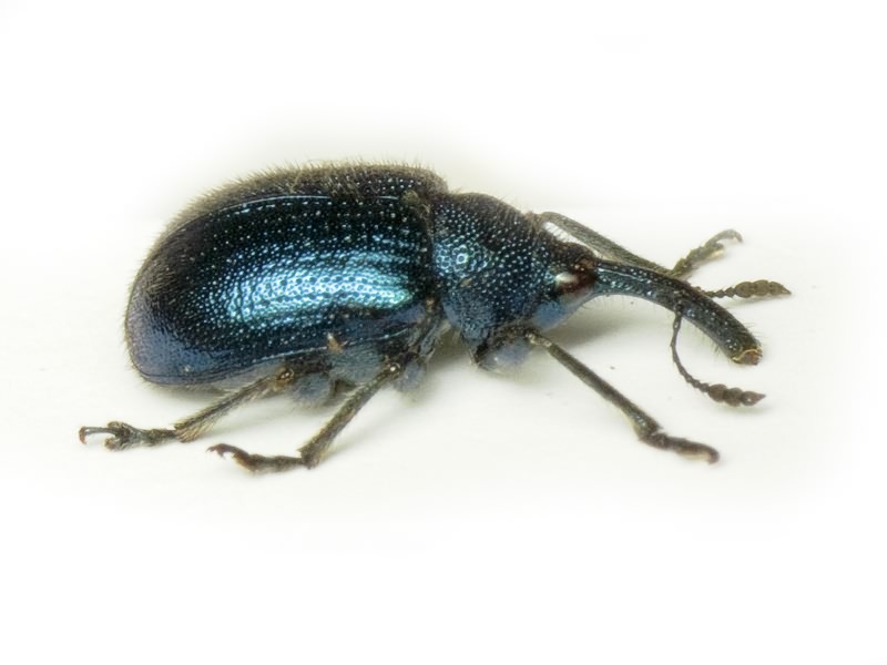Haplorhynchites pubescens (Fabricius, 1775)